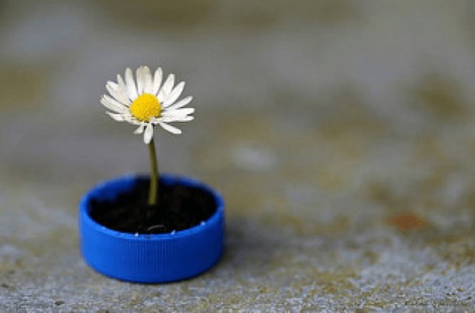 Photo of a flower being grown in a bottle cap