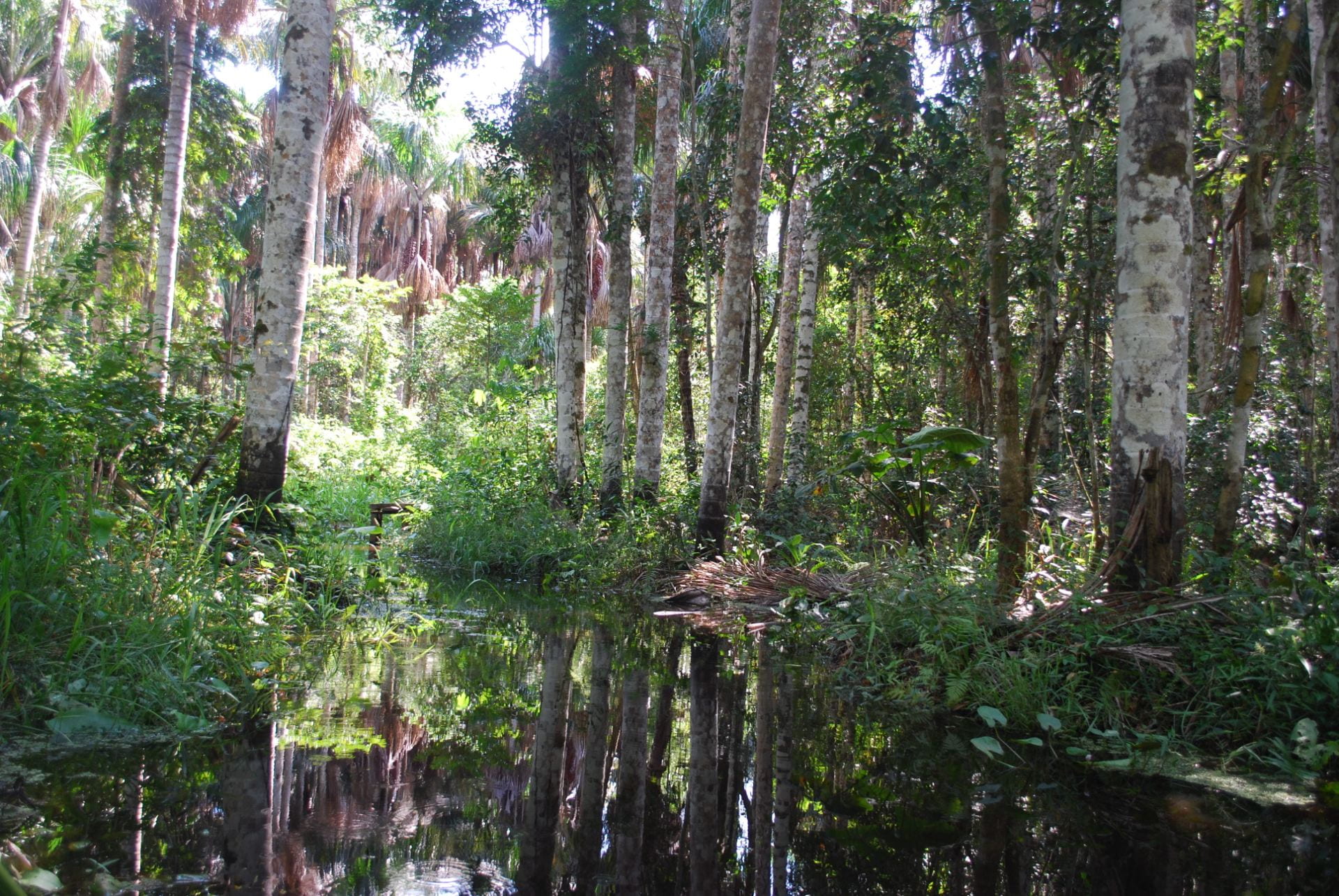Trees in a swamp in the Amazon rain forest.