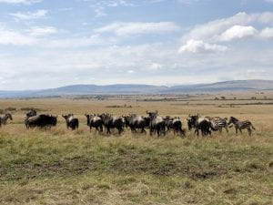 A herd of wildebeest and zebras meandering about the vast and empty Maasai Mara National Reserve. 
