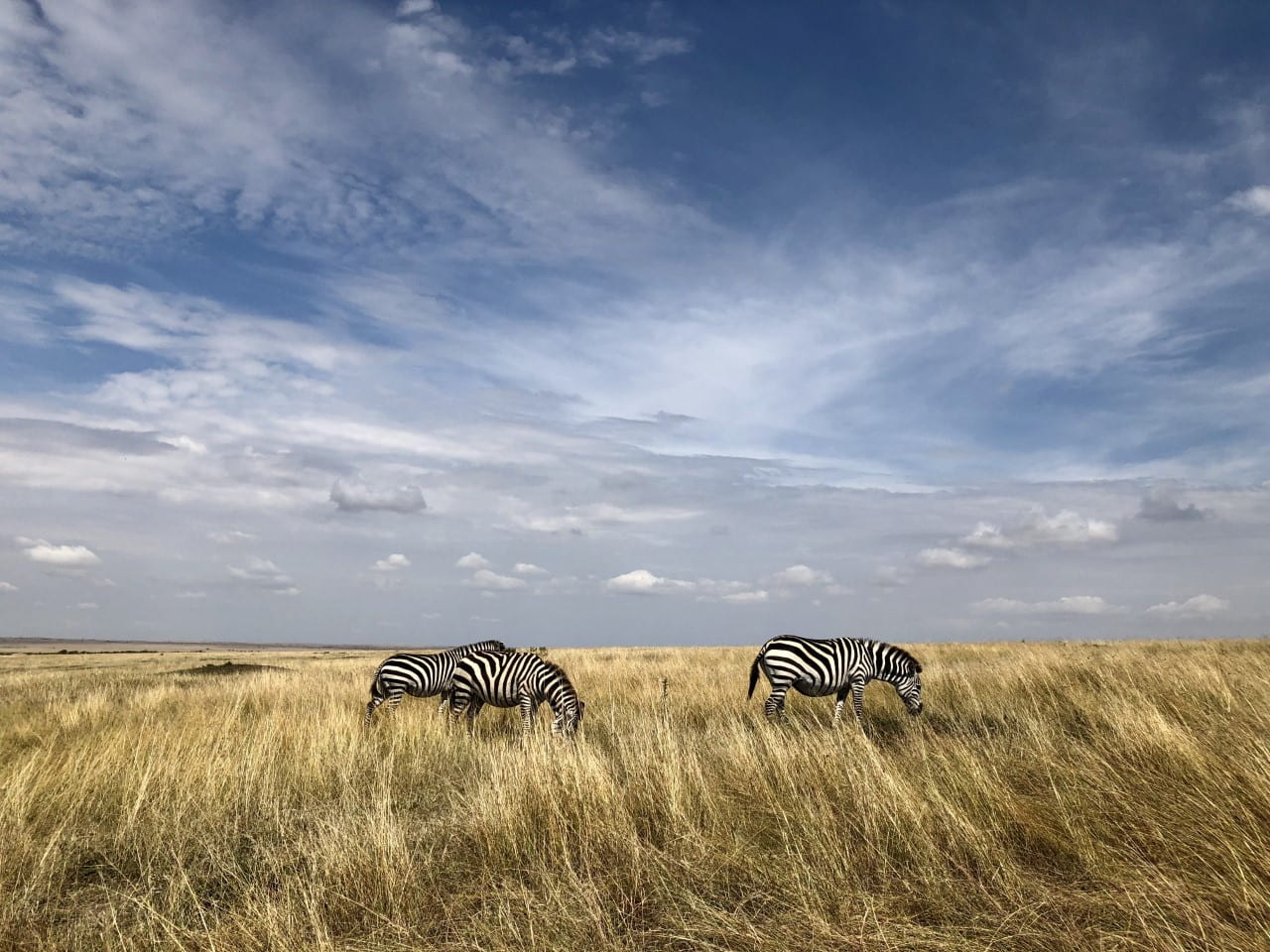 Two zebras graze in the vast Maasai Mara National Reserve where the grass and sky both seem endless. Few people are seen aside from tour guides and tourists.