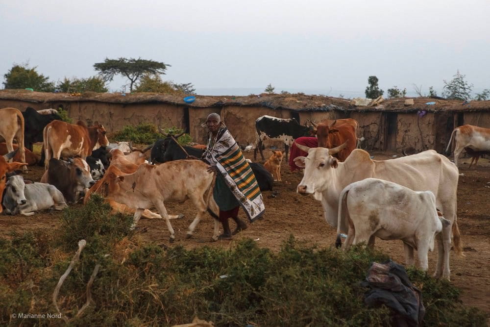 Picture showing a Maasai man with his cattle in a Maasai village. 