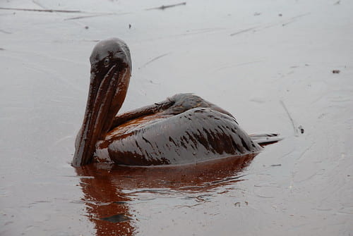 I wanted to showcase how oil spills impact wildlife and marine life. 