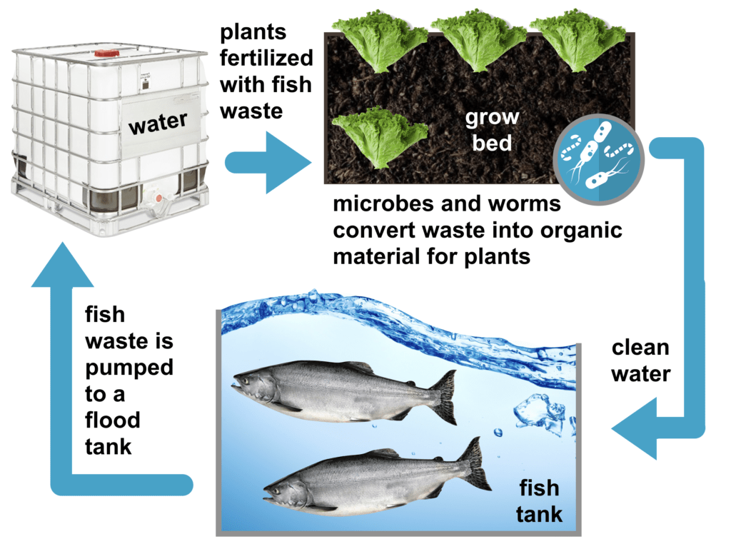An image depicting how fishes are incorporated into the aquaponics method. The fish waste is used to fertilize the plants, as the waste is broken down using microbes and worms. 