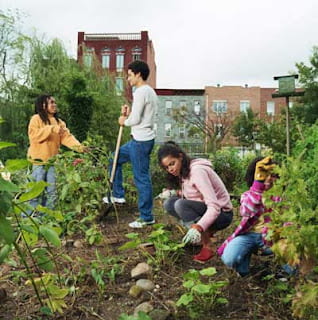 An image of a few community youth working together at a community garden.