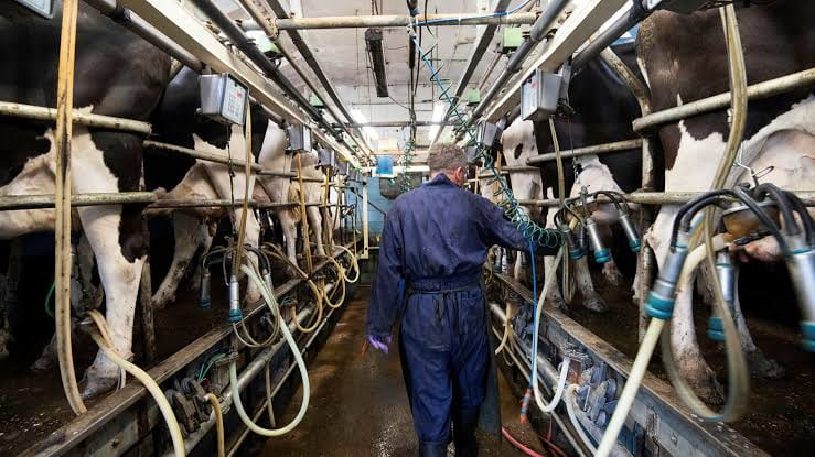An image of a farmer in a dairy farm. Cows are packed into cages, with machines hooked up to their udders, milking them. 