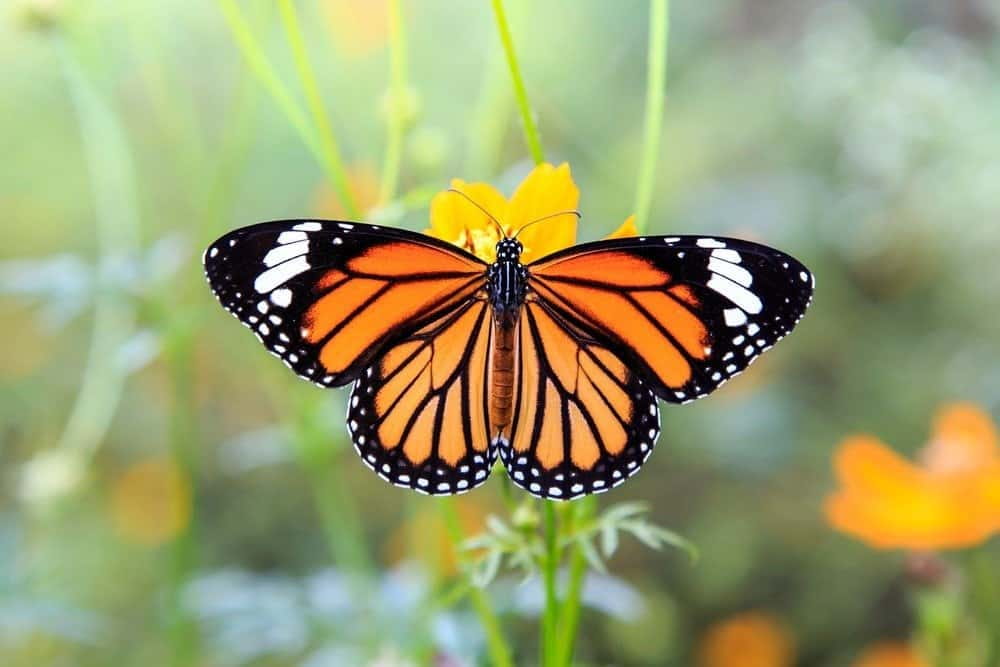 A bright orange monarch butterfly sitting flat with wings open on a yellow flower.