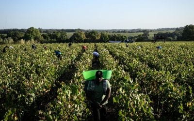 The Wine Industry: Years of Exploitation and Human Trafficking