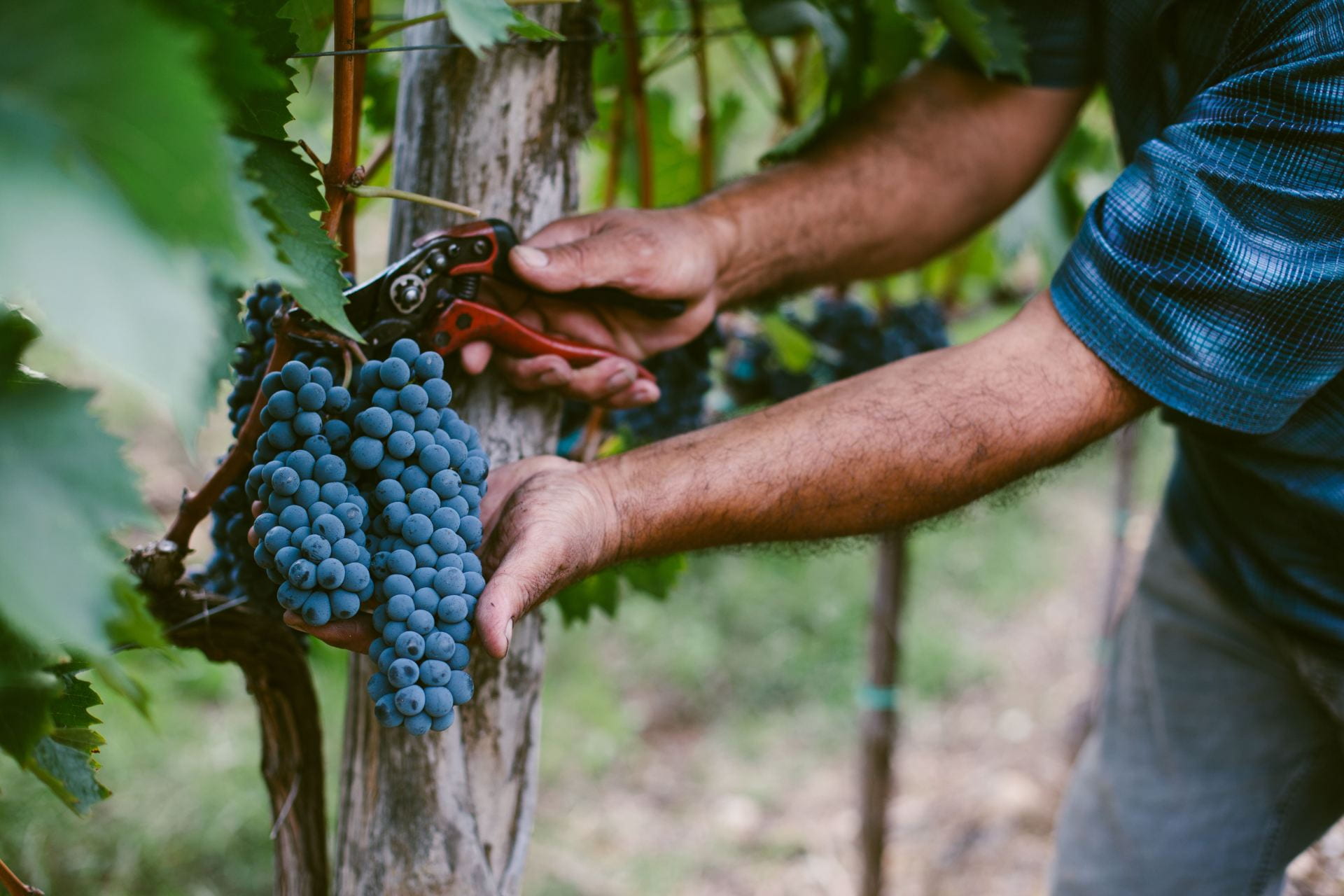 A person picking grapes to harvest for wine.