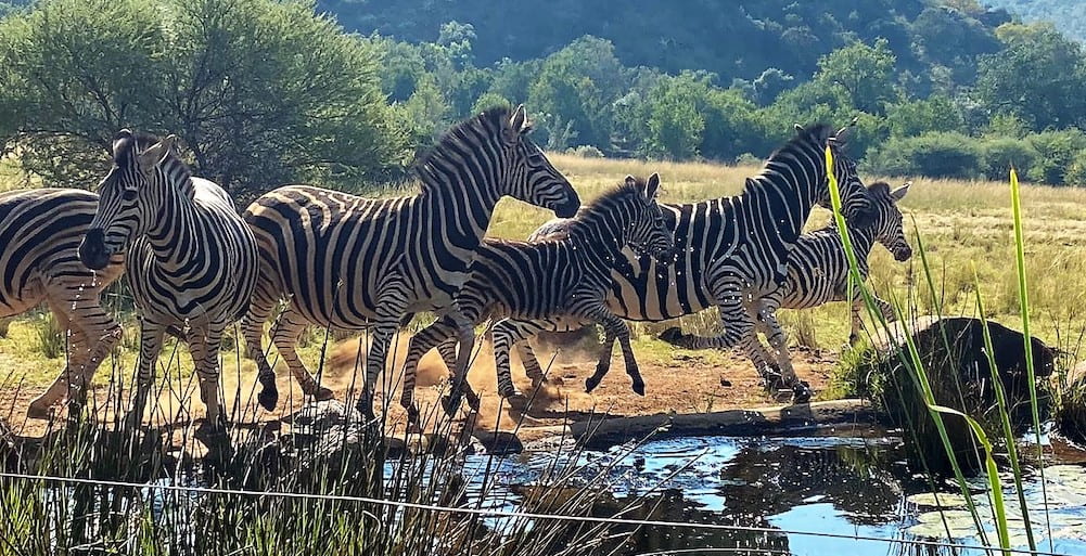 There are six zebras running by a watering hole. It looks like four adults and two adolescents.