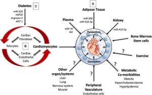 The complex role of cardiac and non-cardiac derived exosomes in cardiac pathophysiology.